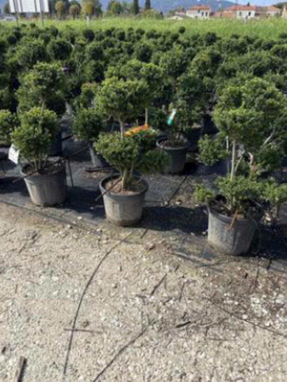 Ilex crenata