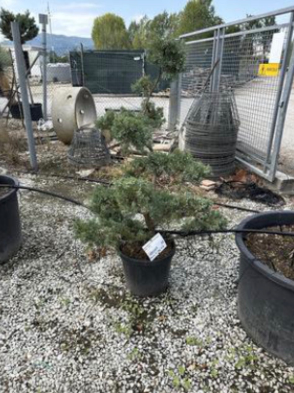 Juniperus 'Grey Owl'