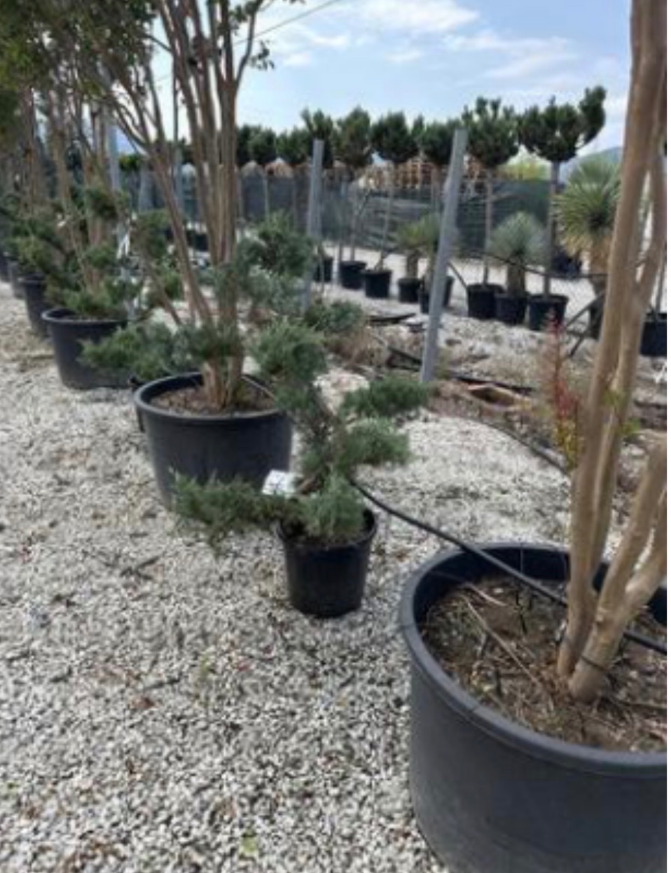 Juniperus 'Grey Owl'