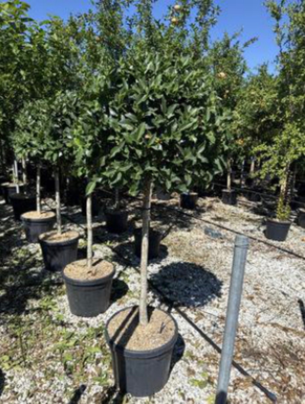 Ilex castaneifolia