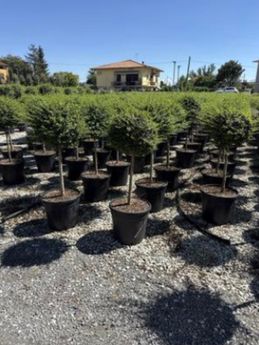 Ligustrum japonicum (Stem 50)