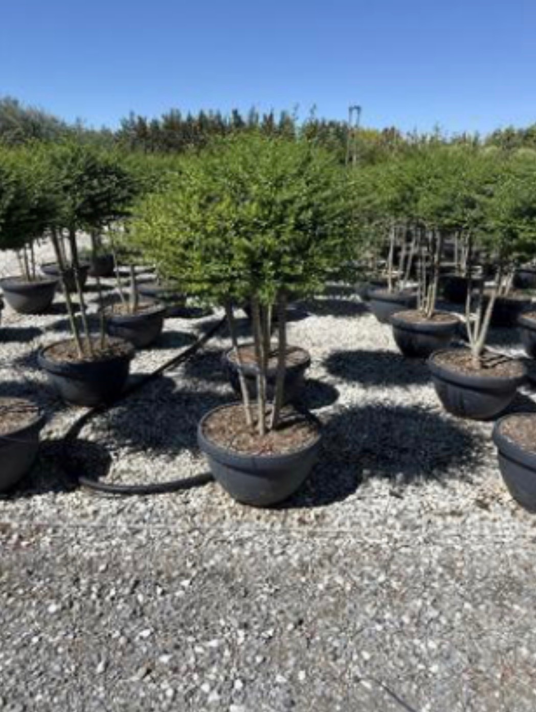 Ligustrum japonicum (Multistem)