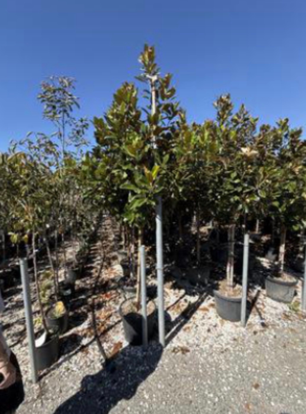 Magnolia grandiflora Standard
