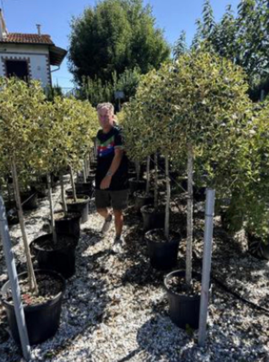 Variegated holly Standard