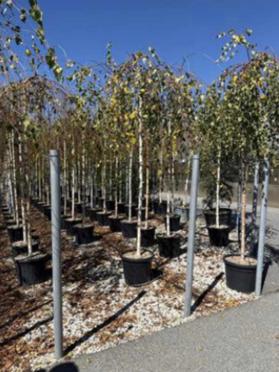 Silver birch Weeping