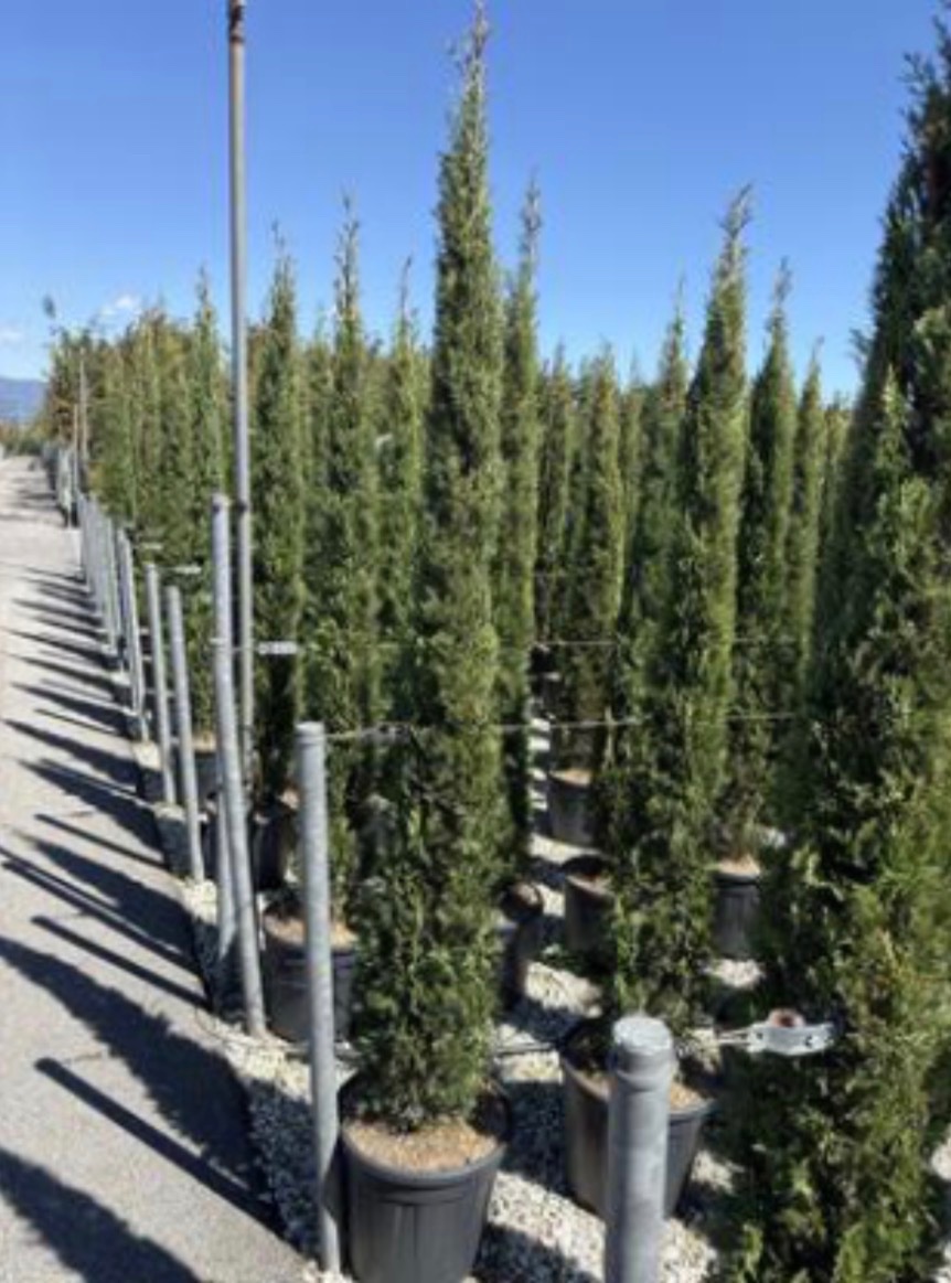 Italian Cypress