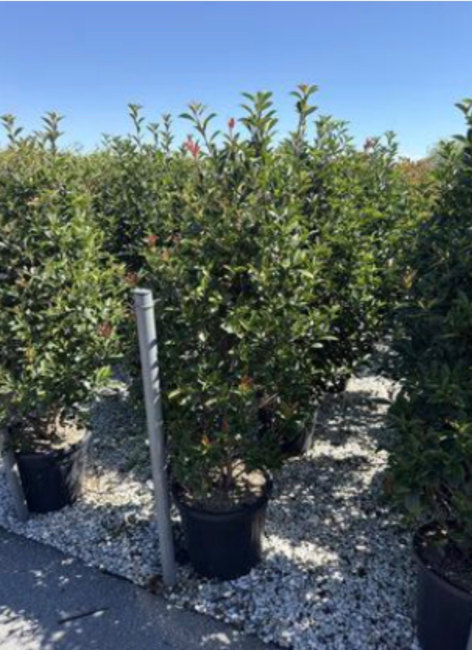 Photinia 'Compacta'