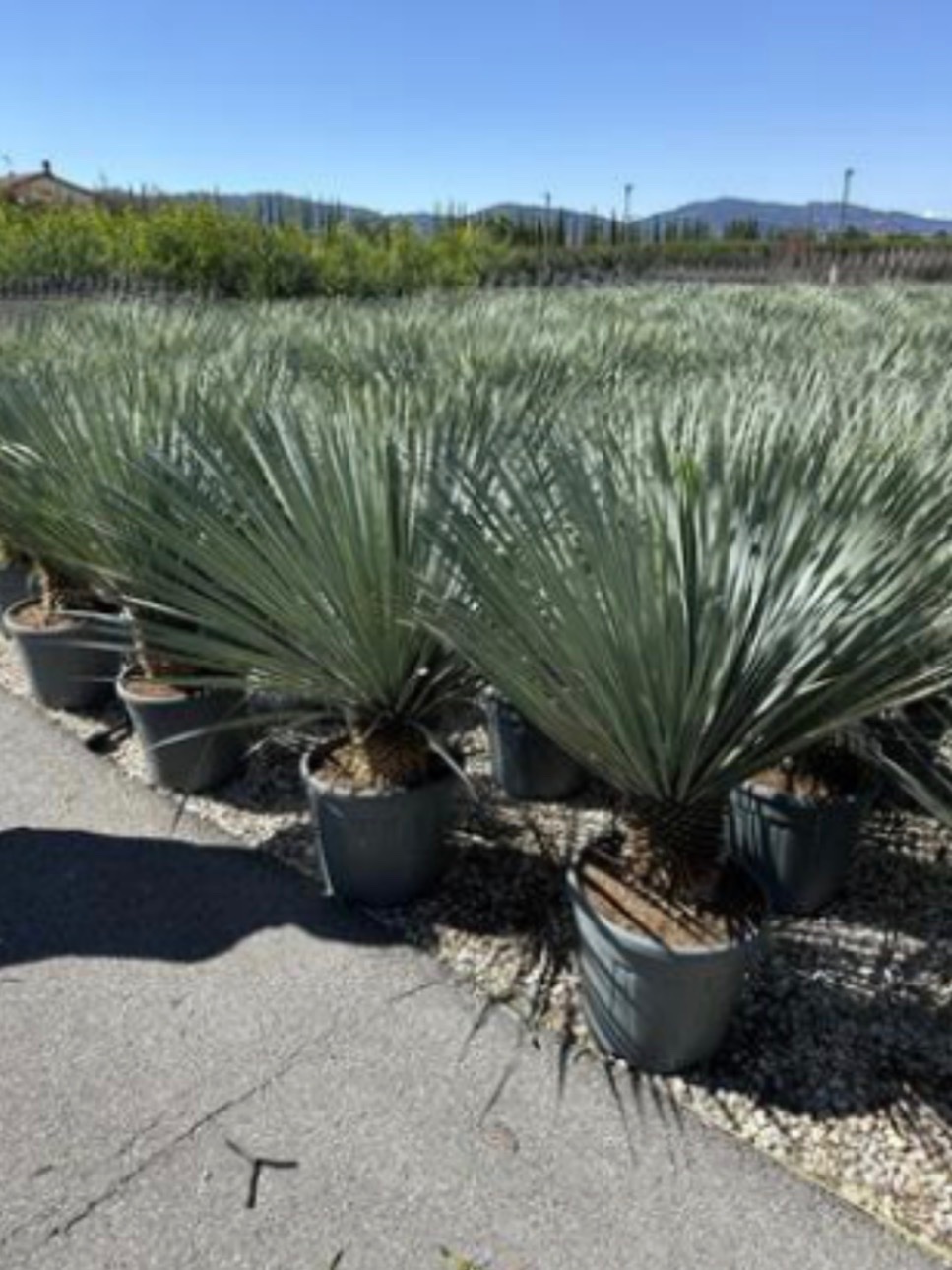 Yucca rostrata 'Blue Swan'