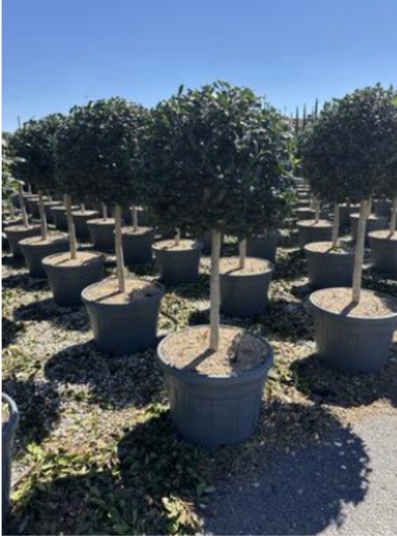 Ilex 'Nellie R. Stevens'
