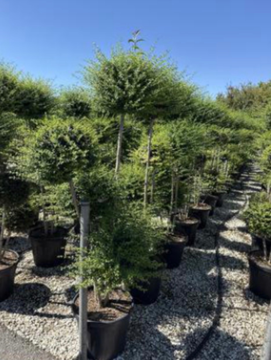 Ligustrum japonicum