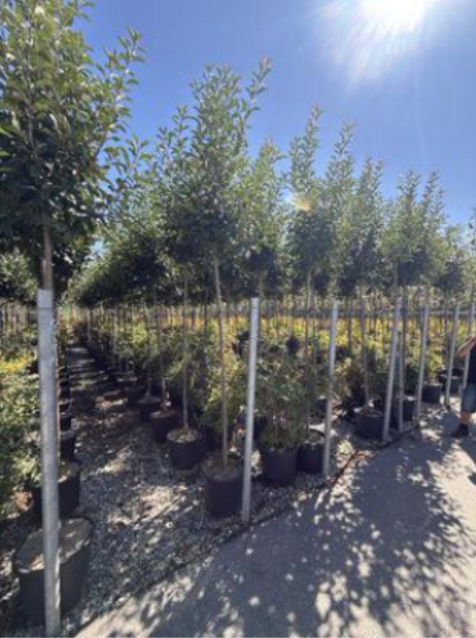 Photinia 'Red Robin' Standard