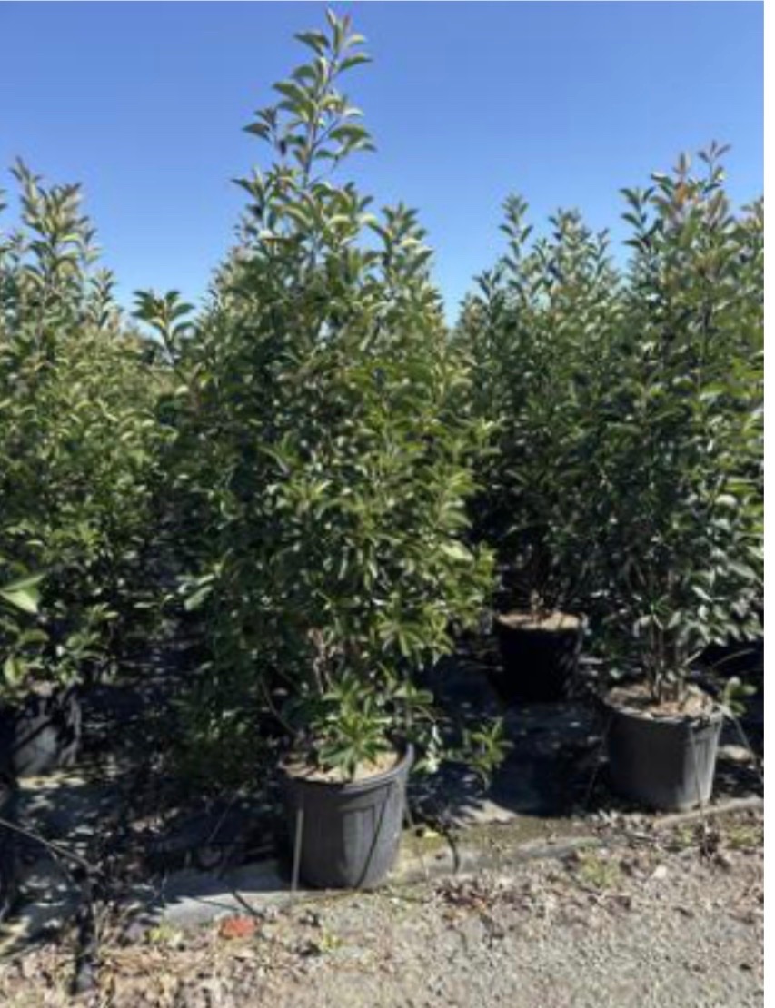 Photinia Red Robin Bush