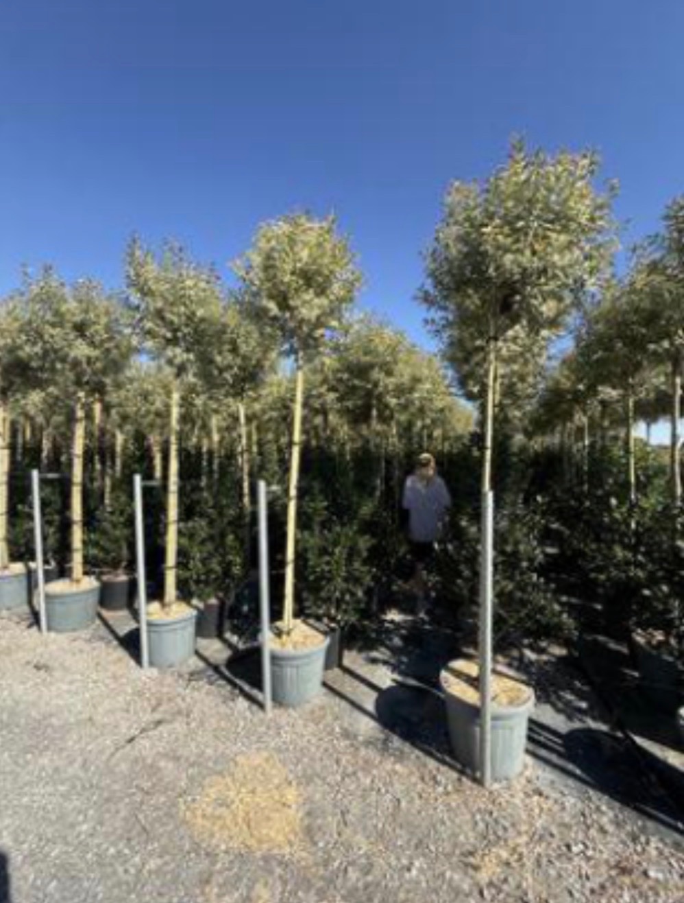 Ligustrum japonicum 'Superbum'