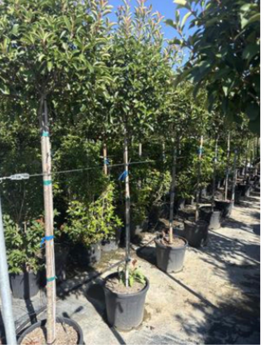 Photinia Robin Standard