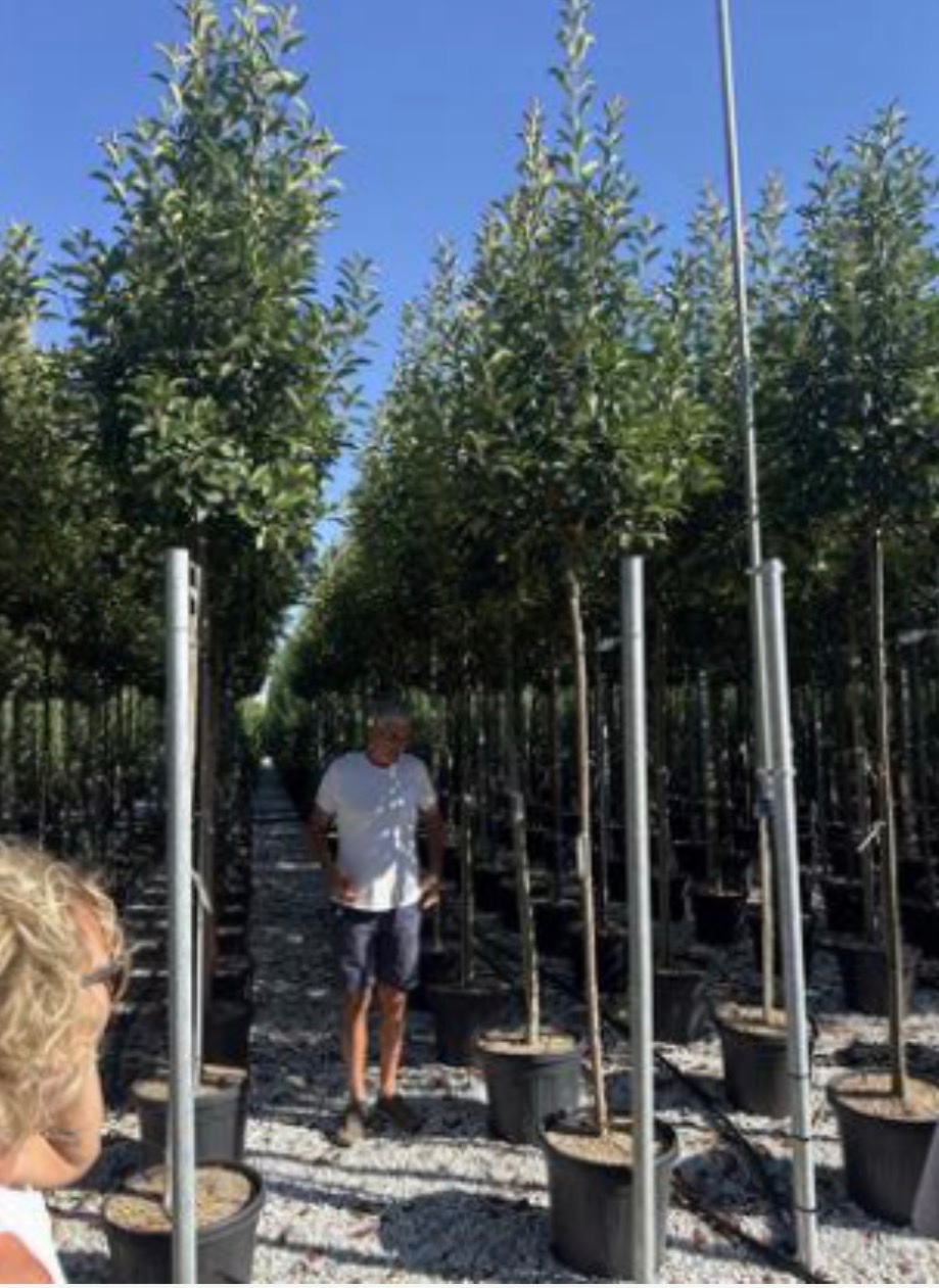 Photinia Red Robin Standard