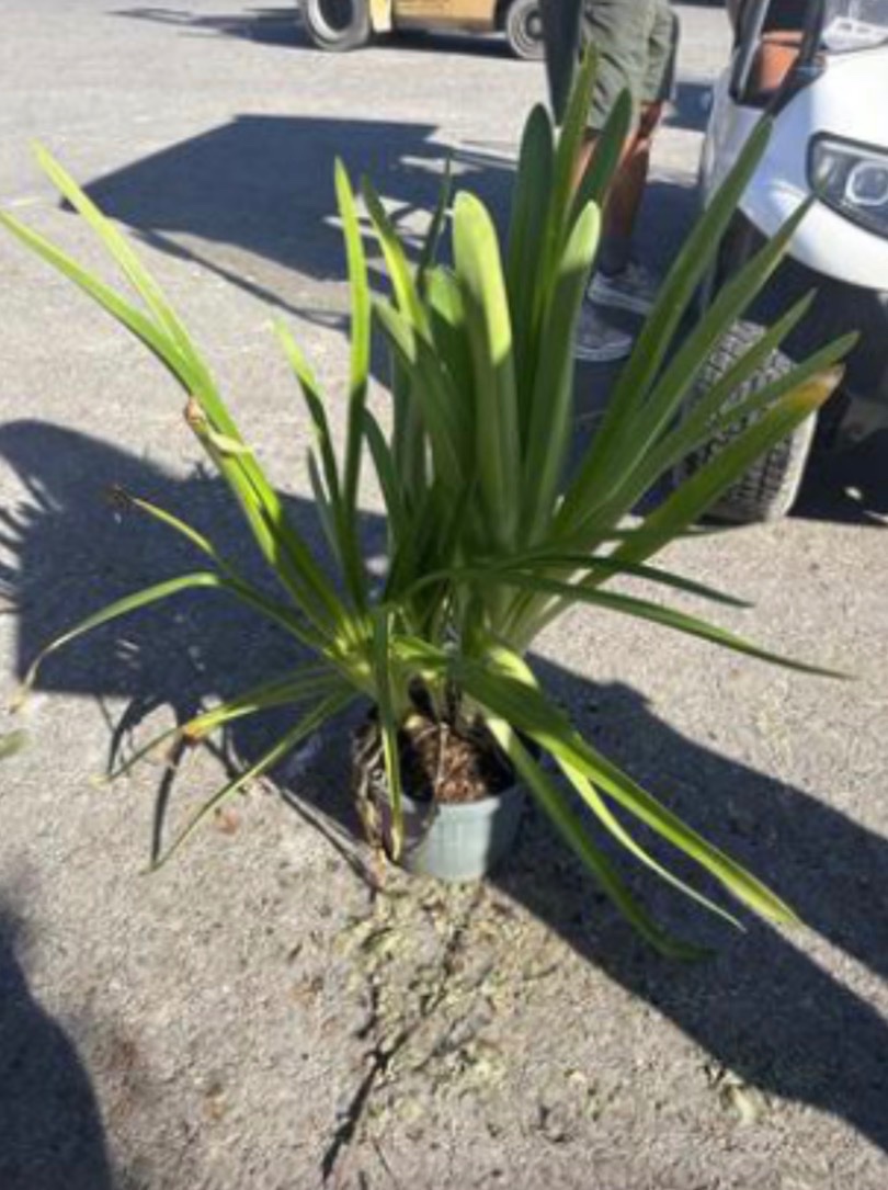 Agapanthus mix - Evergreen