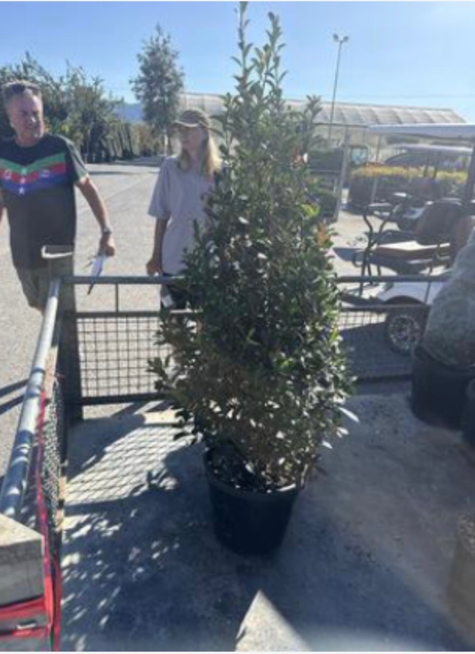 Photinia compacta