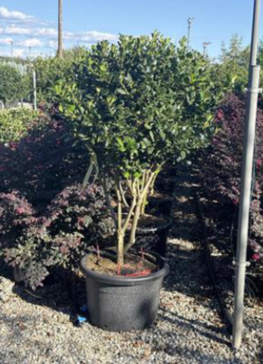 Ilex 'Nellie R. Stevens' Multi Stem