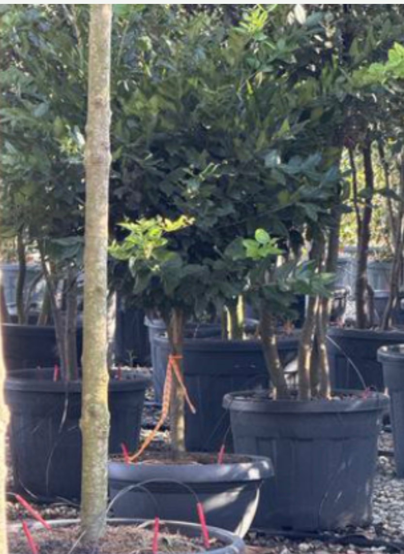Ligustrum texanum