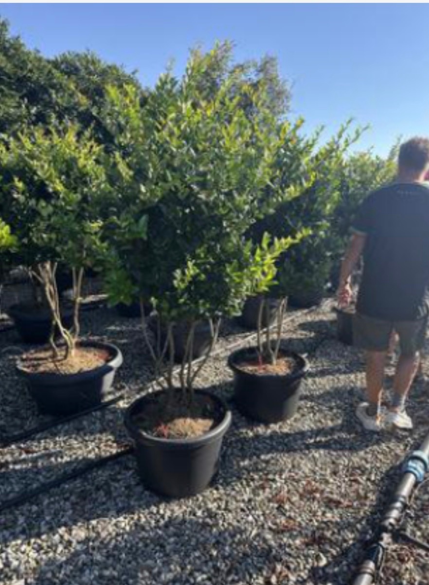 Ligustrum texanum