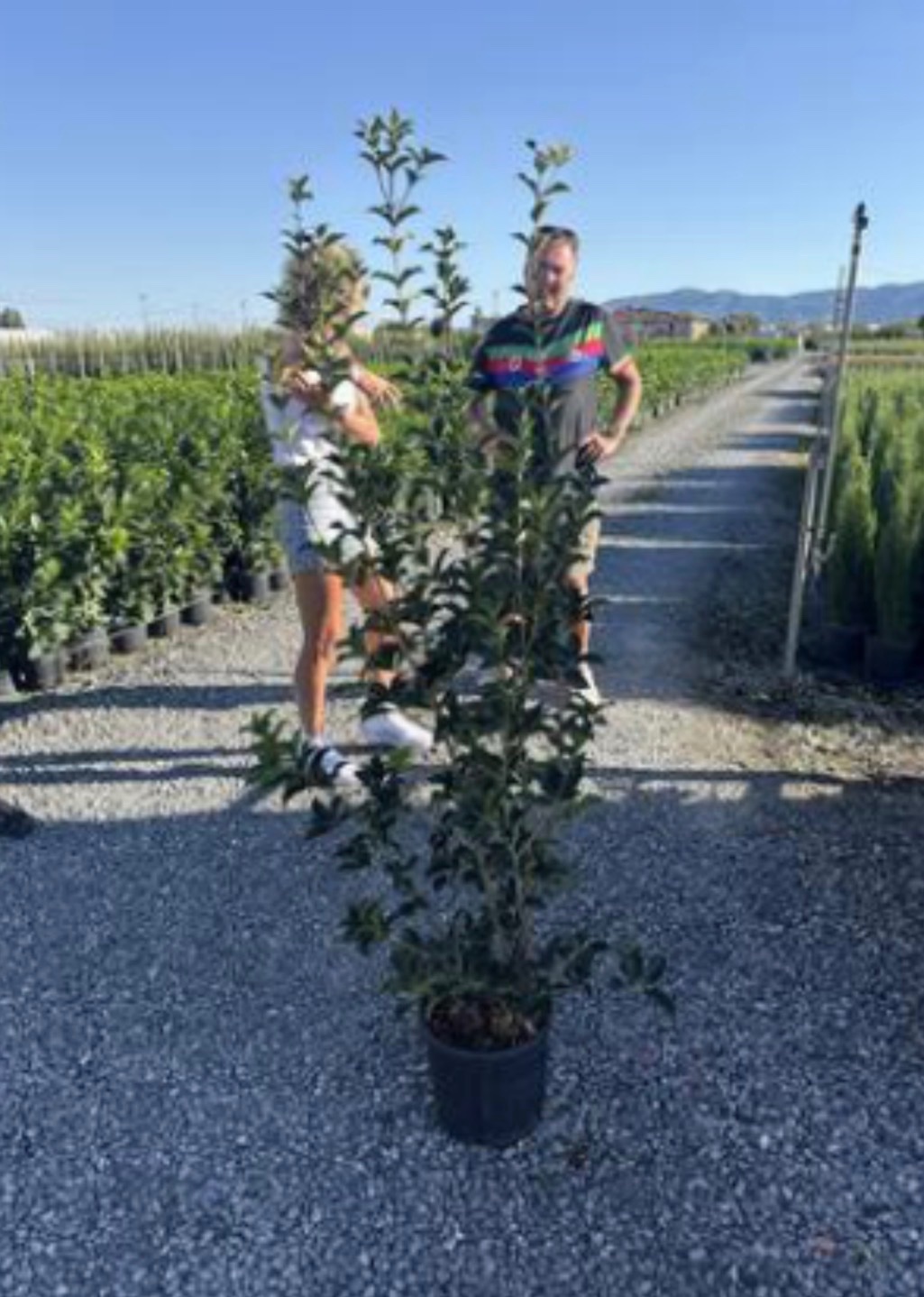 Osmanthus aquifolium