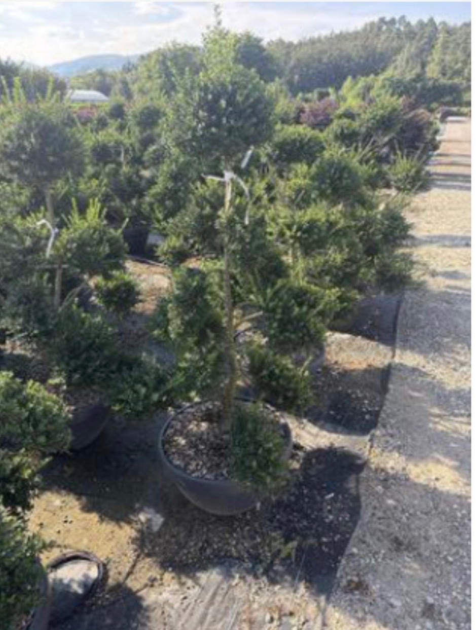 Ilex crenata 'Kinme'