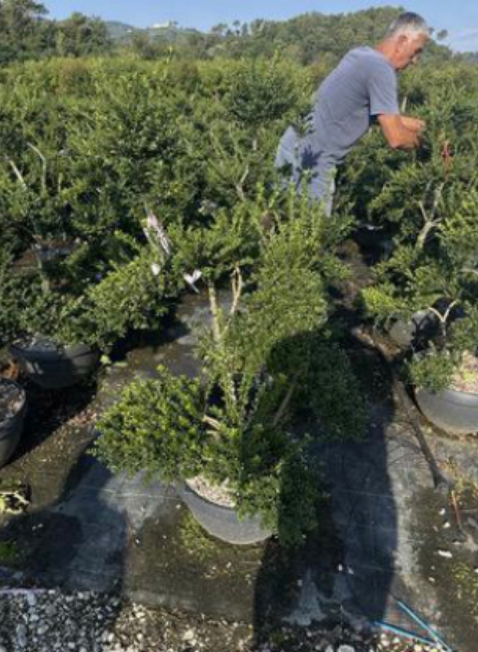Ilex crenata 'Kinme'