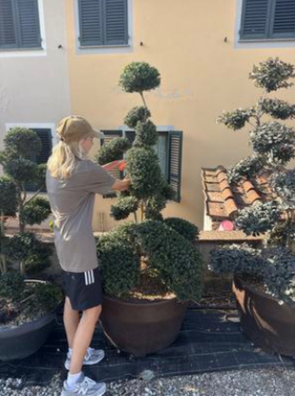 Ilex crenata 'Kinme' - Deco Pot