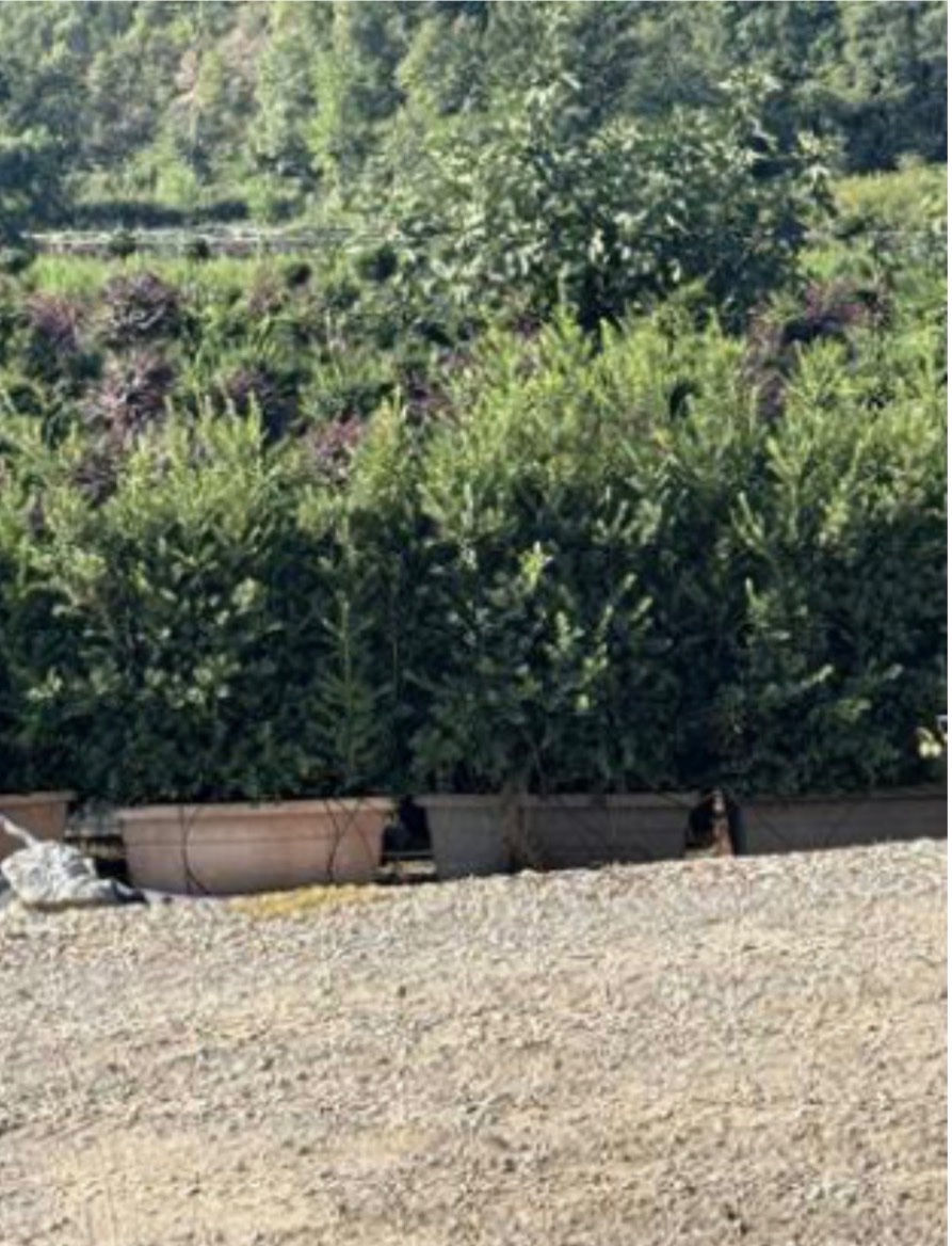 Ilex crenata 'Kinme'