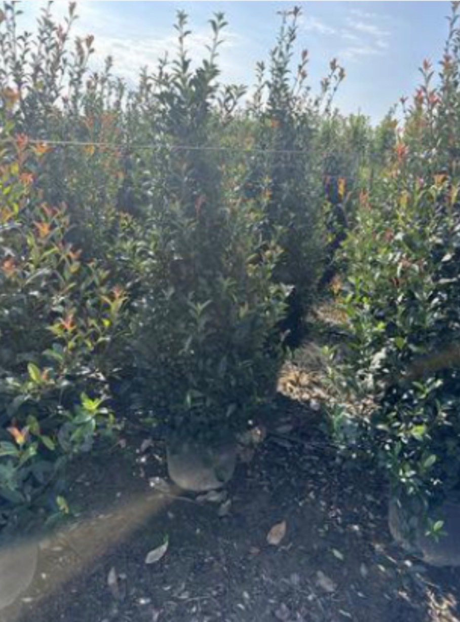 Photinia x fraseri 'Compacta'