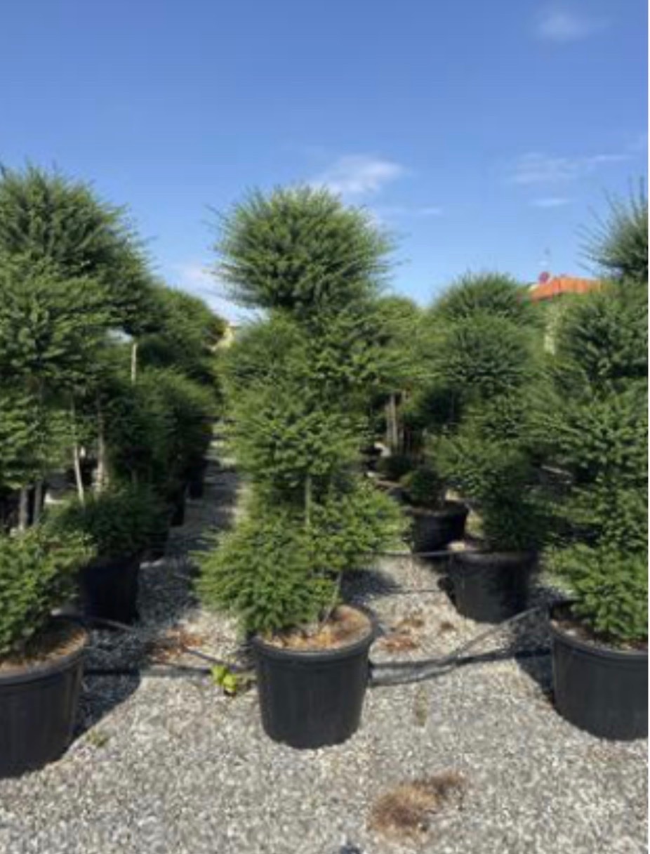 Ligustrum jonandrum