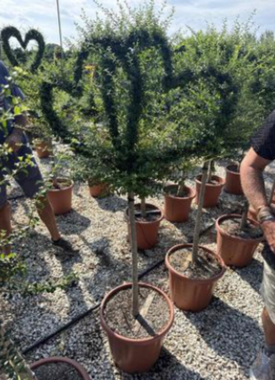 Ligustrum jonandrum
