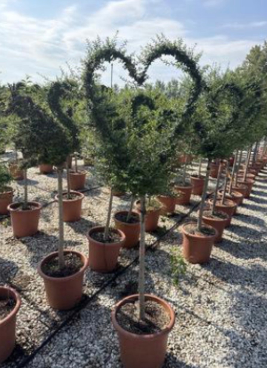 Ligustrum jonandrum