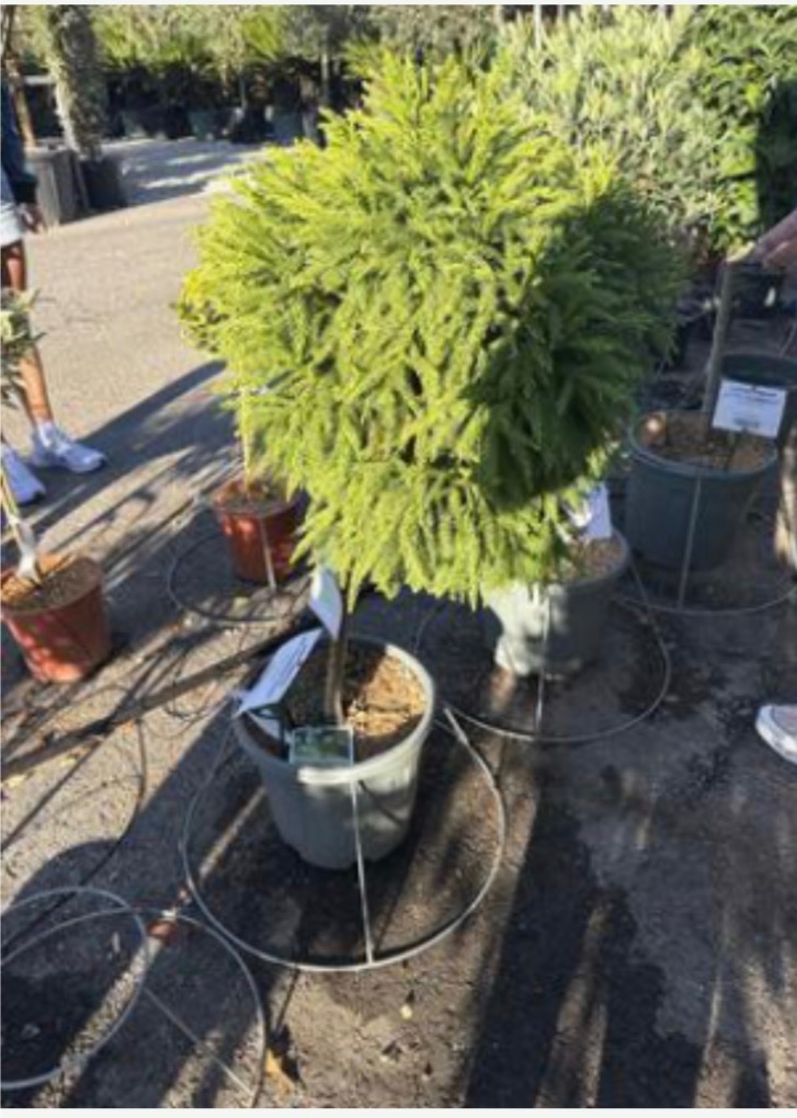 Cryptomeria nana