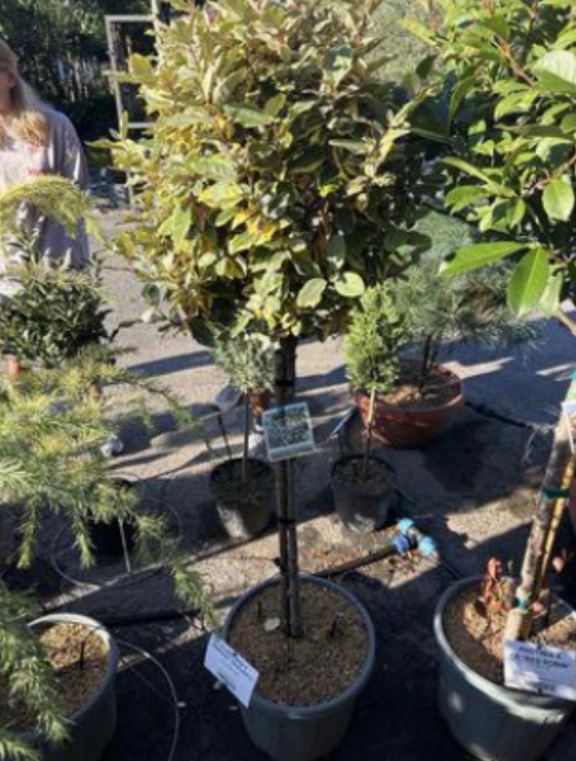 Elaeagnus x ebbingei