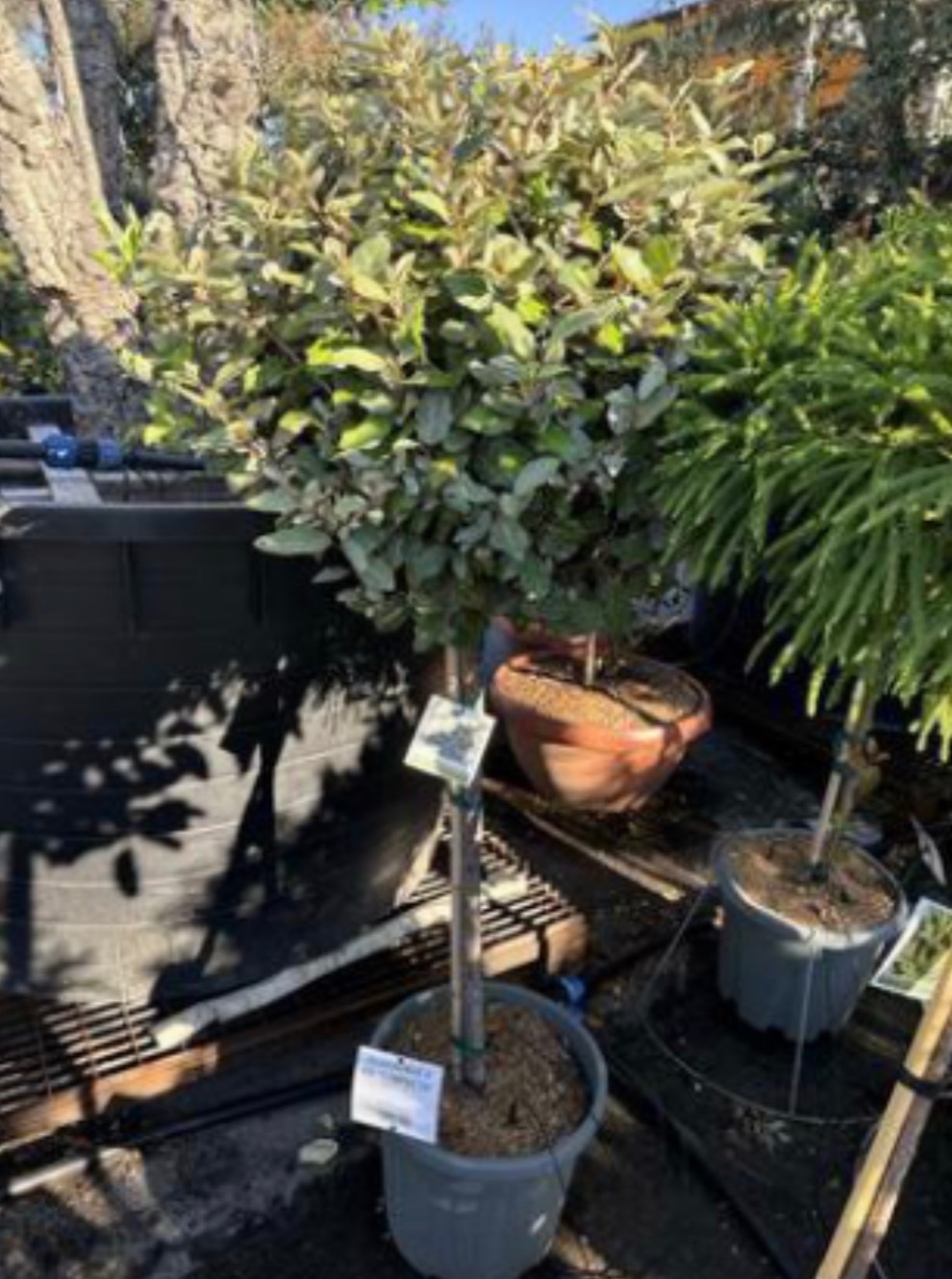 Elaeagnus Compacta Standard