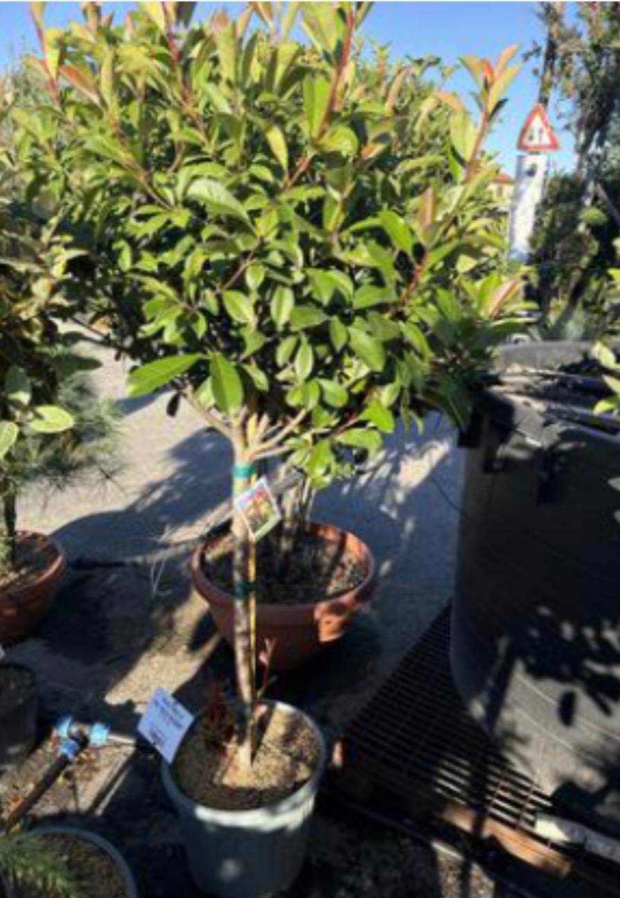Photinia Red Robin