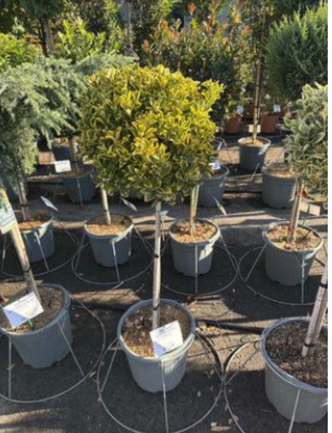 Euonymus aureus Standard