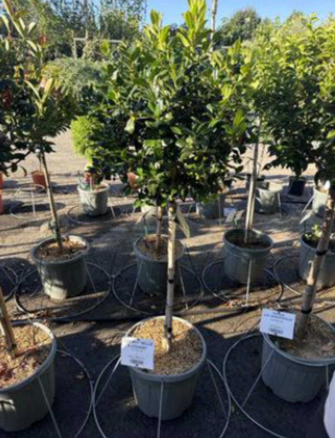 Ilex Nellie Stevens