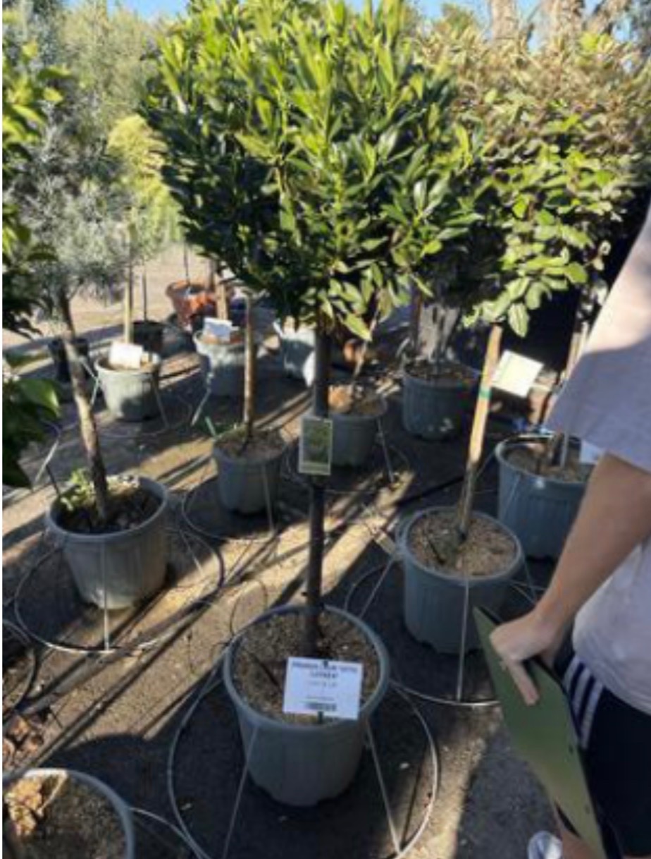 Cherry Laurel 'Otto Luyken'