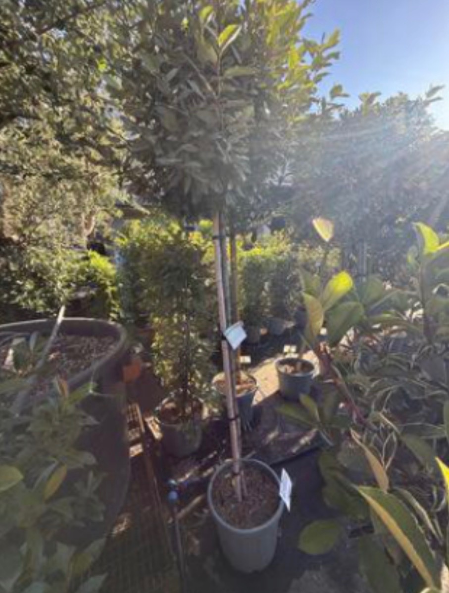 Elaeagnus x ebbingei 'Compacta'