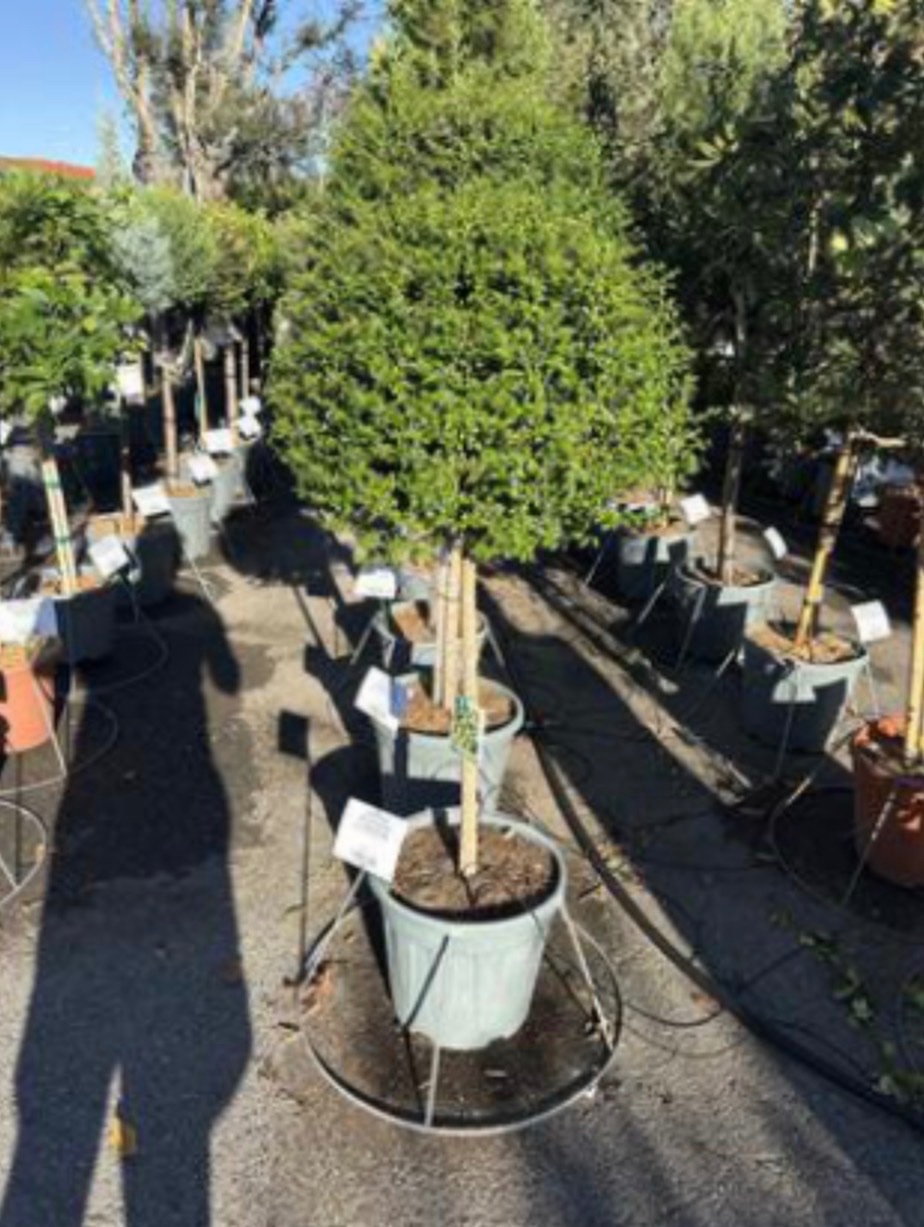 Ligustrum Japanese Privet
