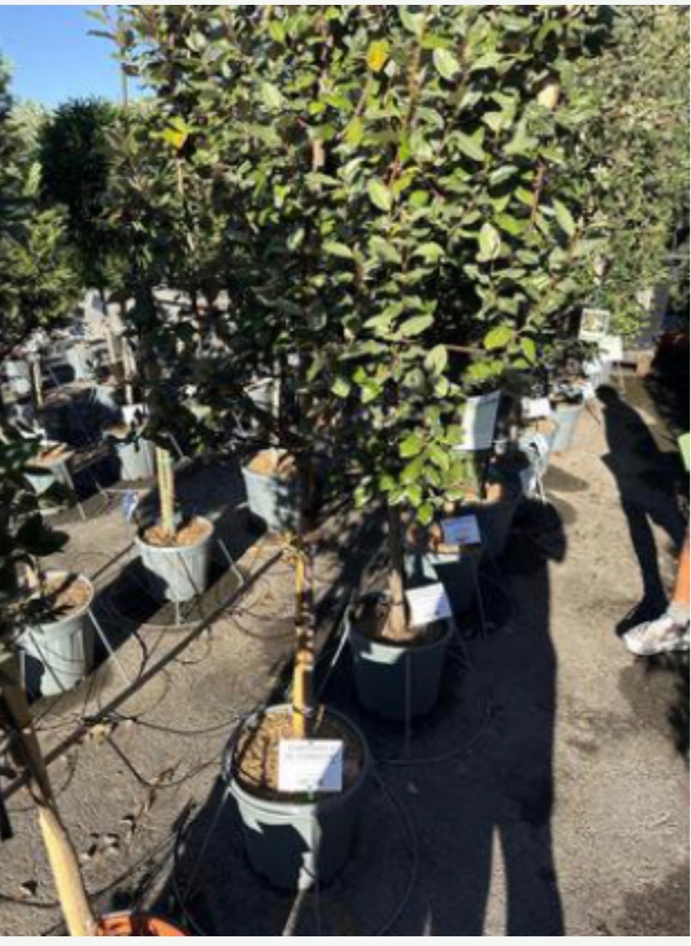 Elaeagnus x ebbingei 'Compacta'