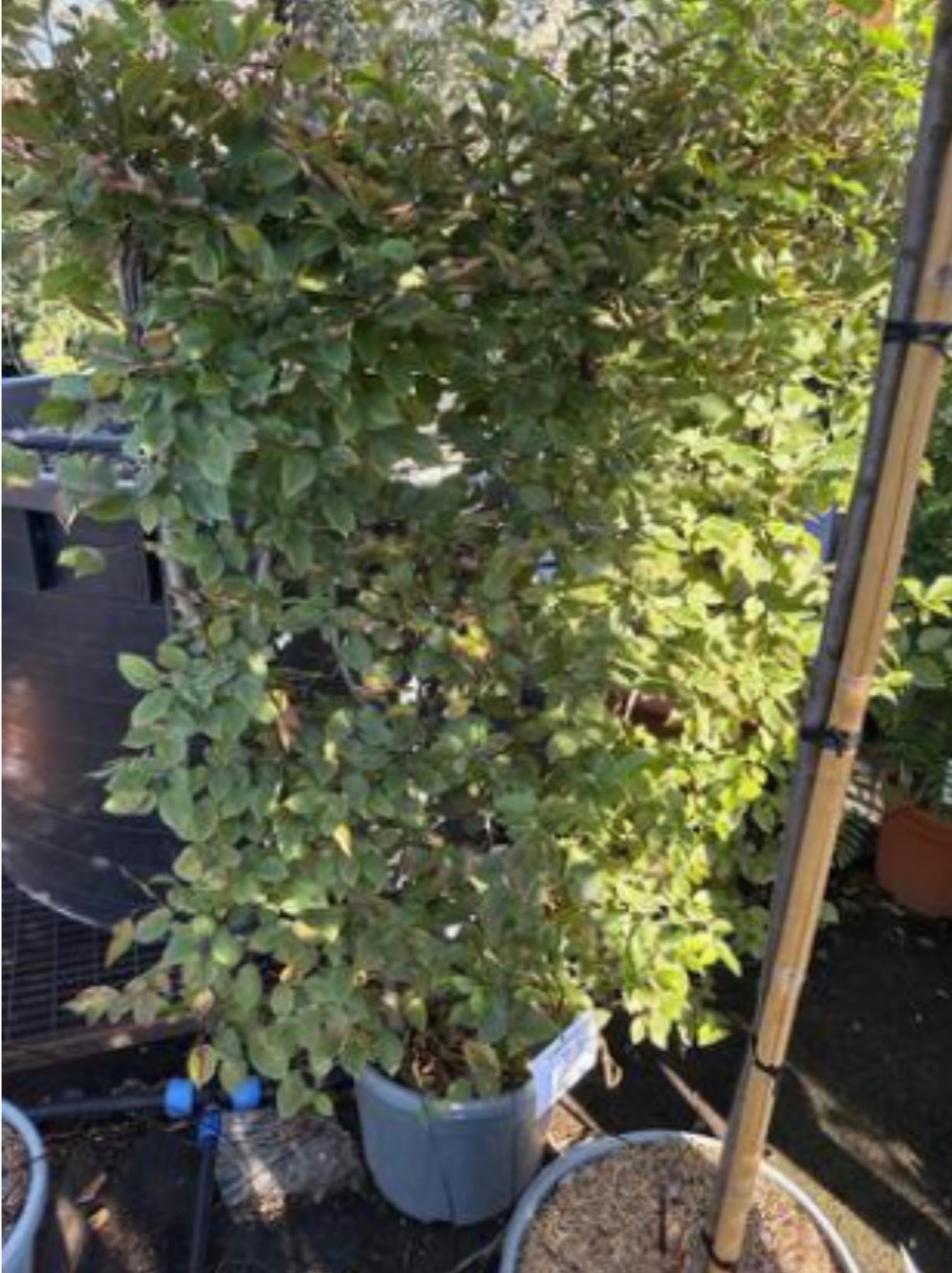 Carpinus betulus Hornbeam Frame 150x100