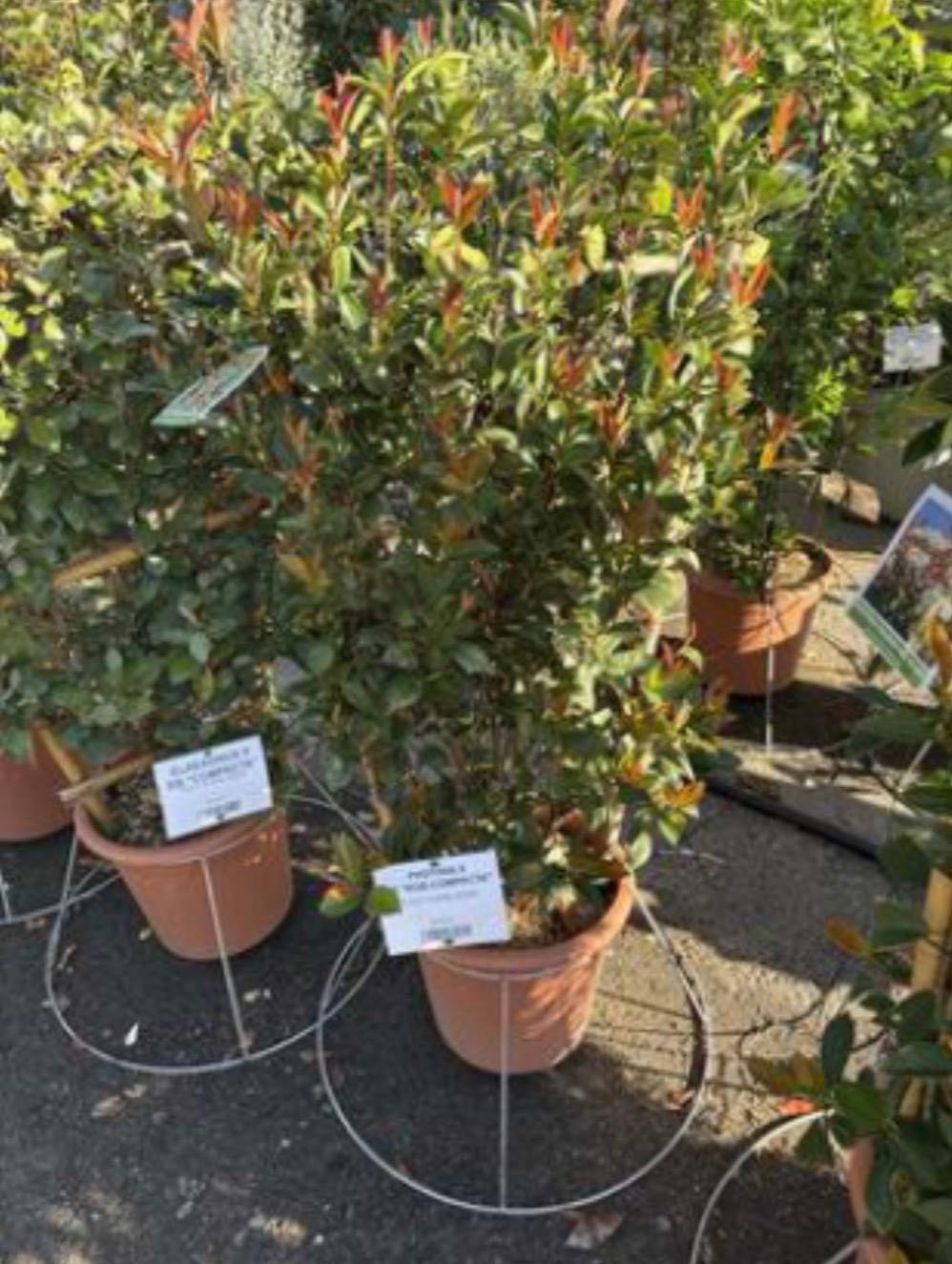 Photinia 'Compacta' Frame