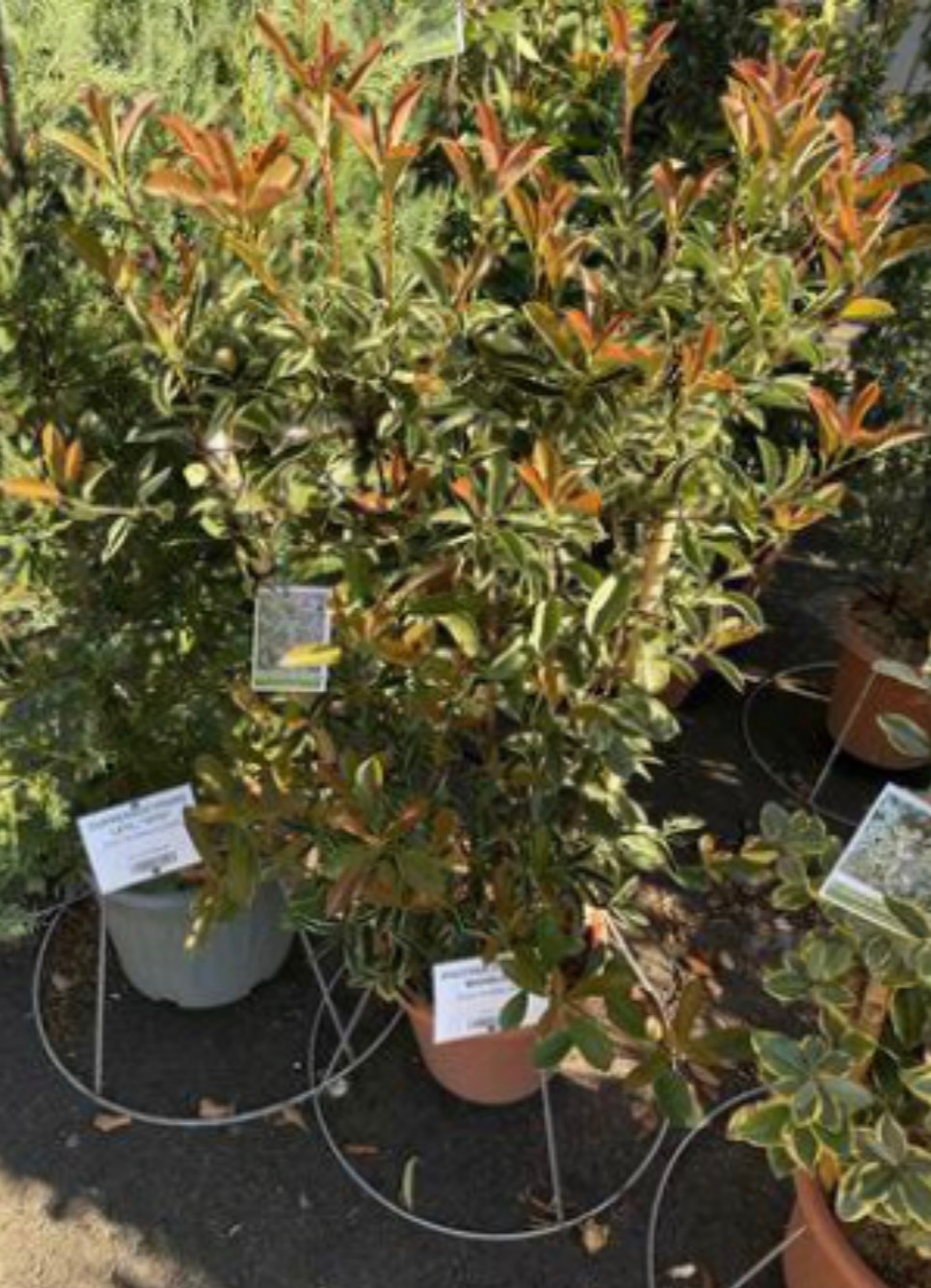 Photinia 'Pink Marble' Frame
