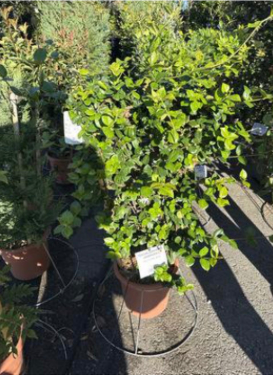 Trachelospermum Star Jasmine (80x40 frame)
