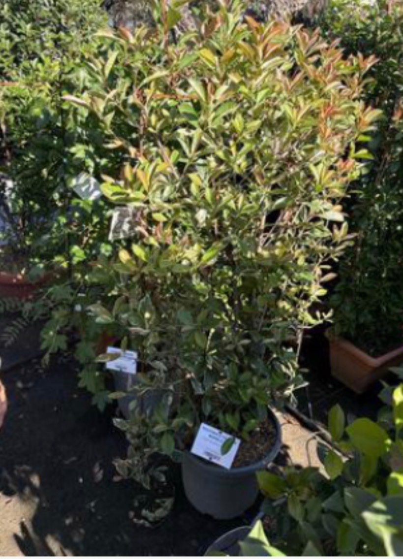 Photinia × fraseri 'Pink Marble'