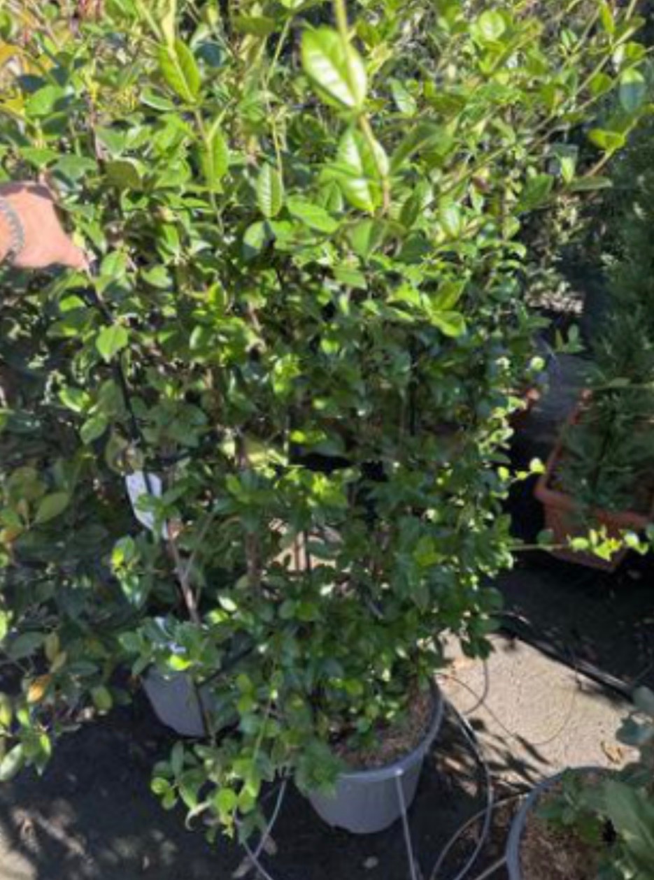 Golden bamboo