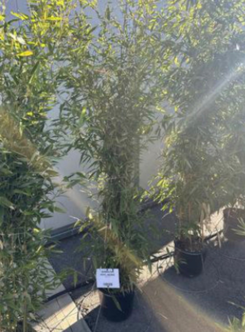 Black bamboo
